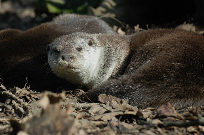 fauna2